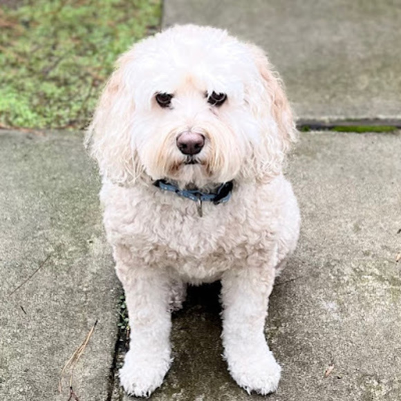 Meet your Posher, Meredith - Picture 1 of 1